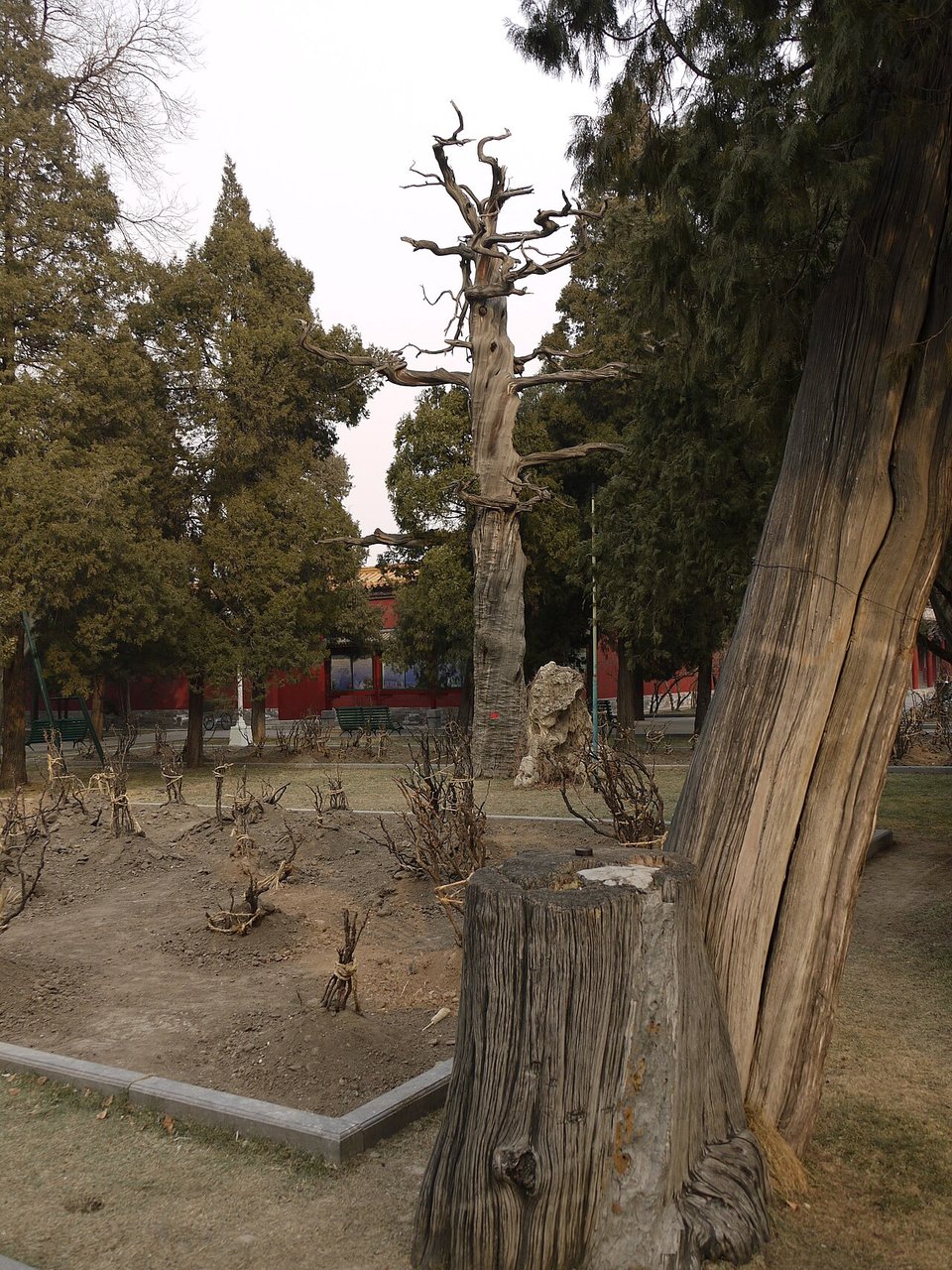中山公园古柏