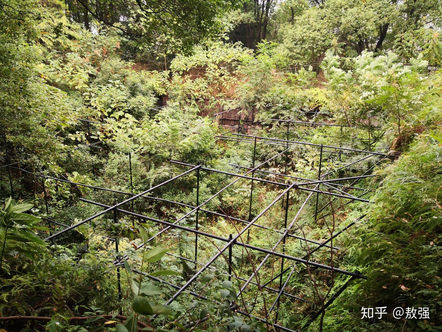 王陵公园三座墓丘封土堆，植被覆盖下的西汉王陵