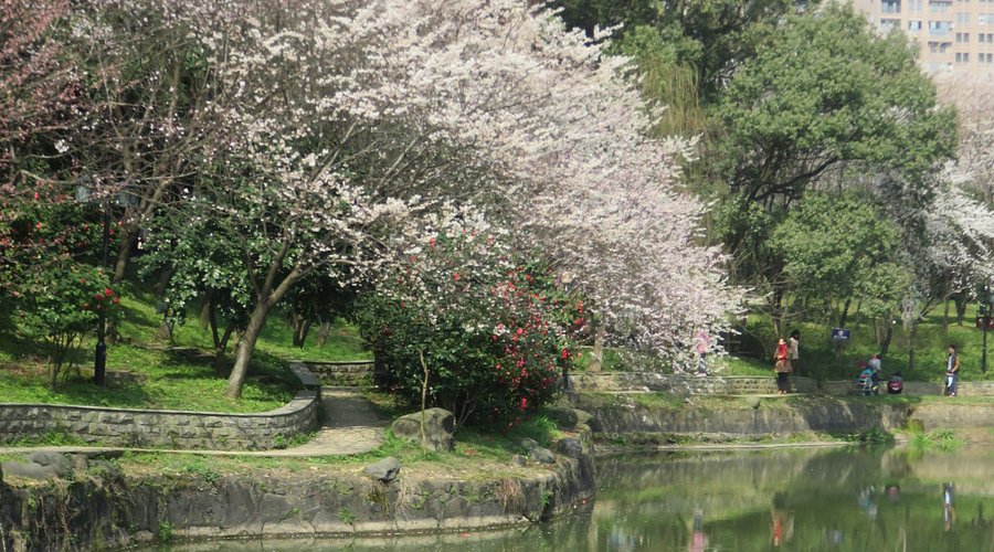 王陵公园春景，繁花掩映下的城市绿洲