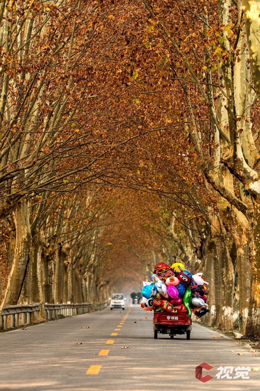 大学路中段街景，梧桐树下的灰砖红瓦建筑