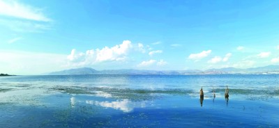 阳南溪入湖口的人工湿地，三段沉淀池和植物净化区