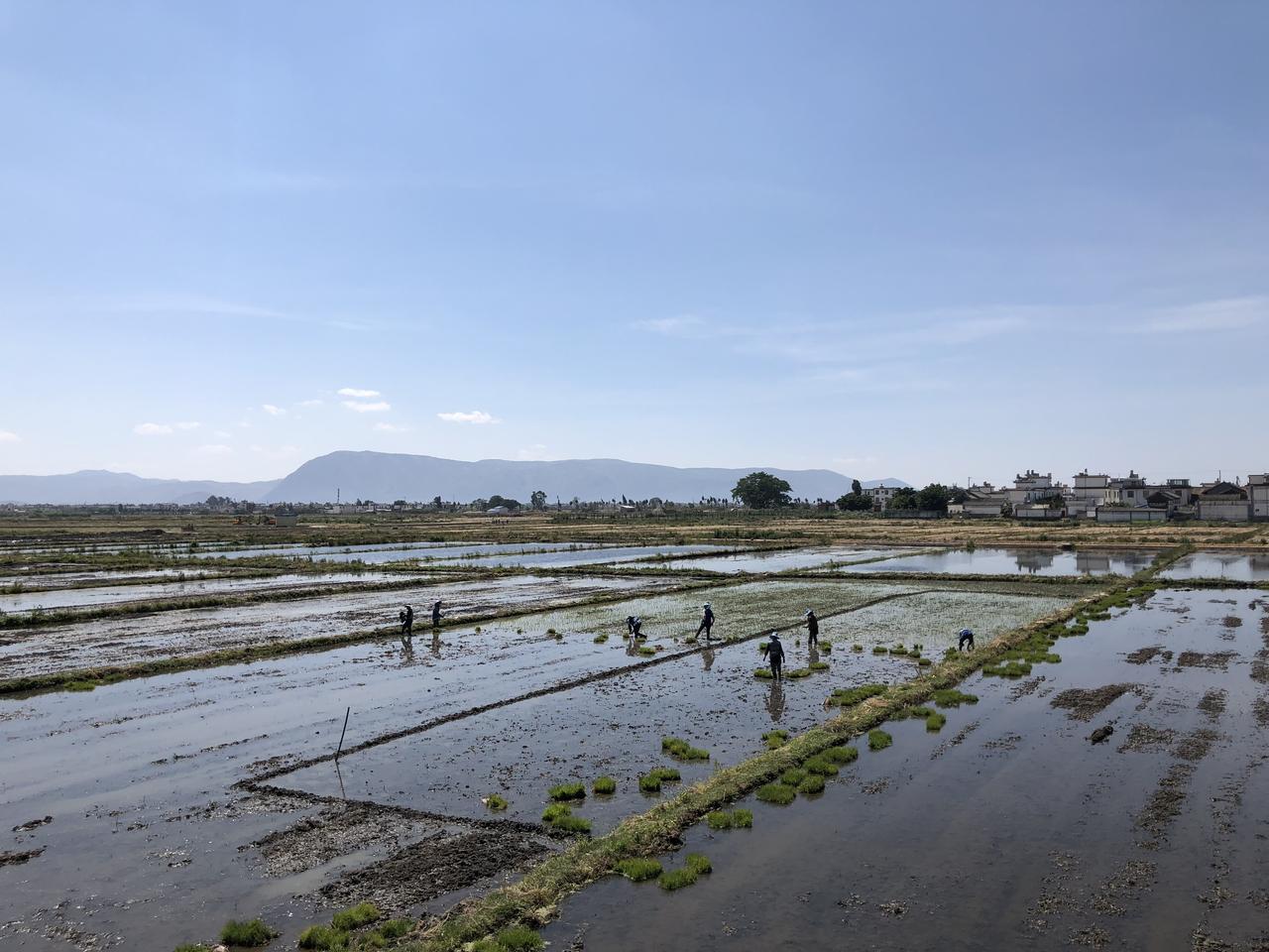 苍山脚下的水稻田，由十八溪的灌溉网络滋养