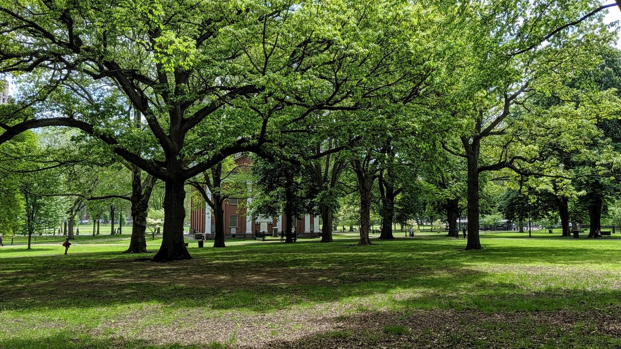 The Upper Green beneath its mature tree canopy, with Center Church partly visible