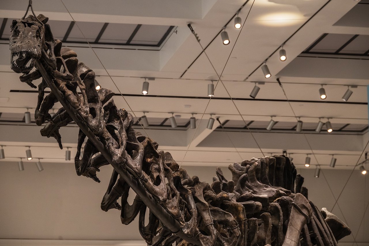 The remounted Brontosaurus at the center of Burke Hall, with its tail raised