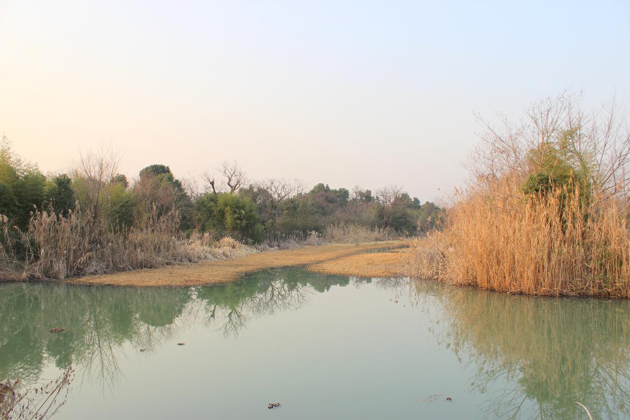 西溪湿地春季景观：花坡与木质护岸