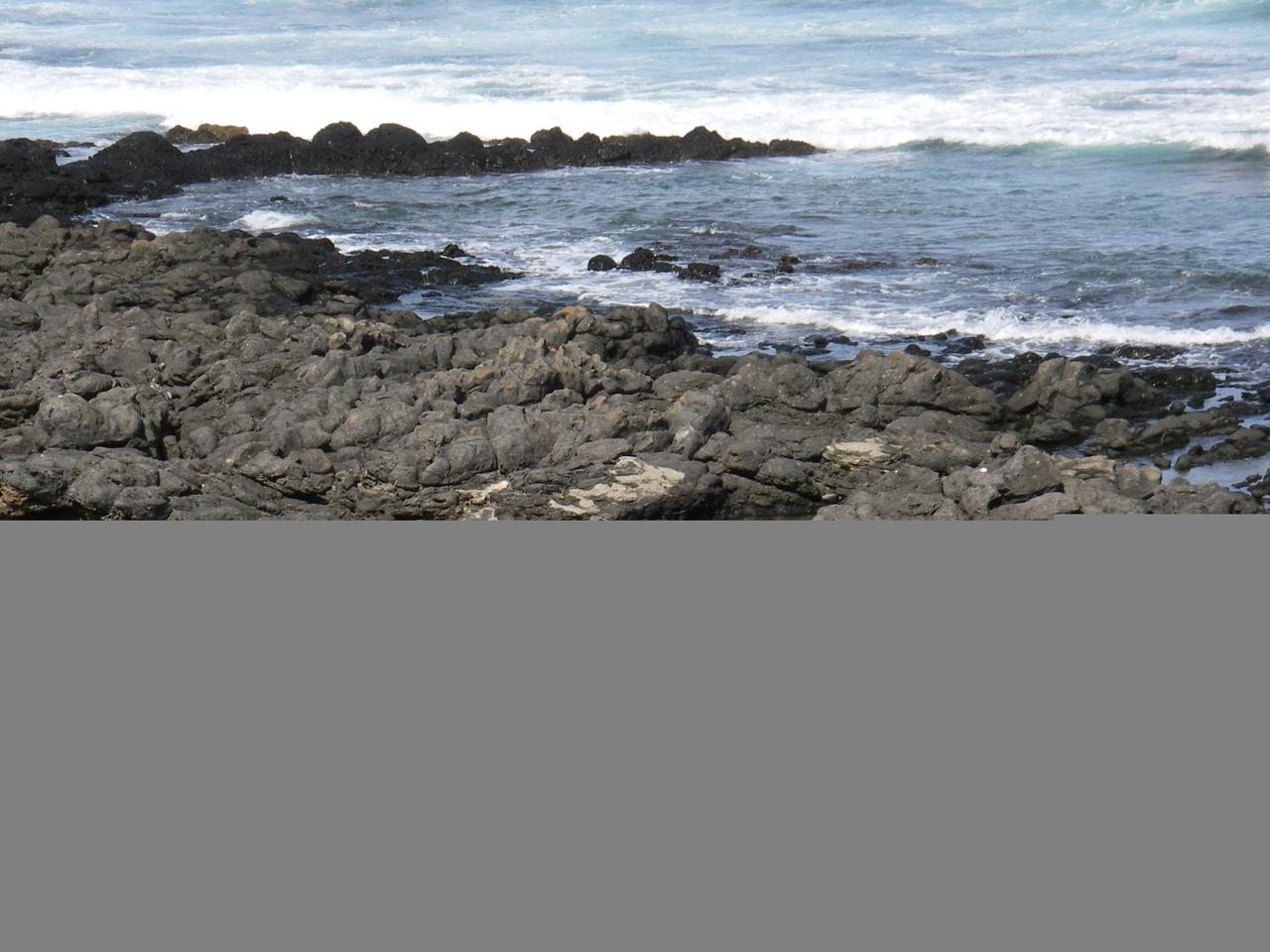 Hawaiian monk seal at Kaʻena Point
