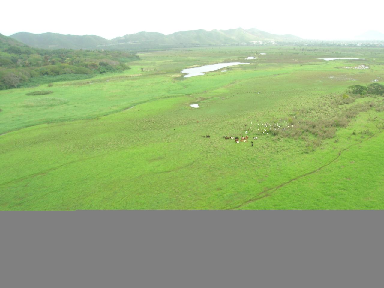 Kawainui Marsh 航空照片，植被与水面格局