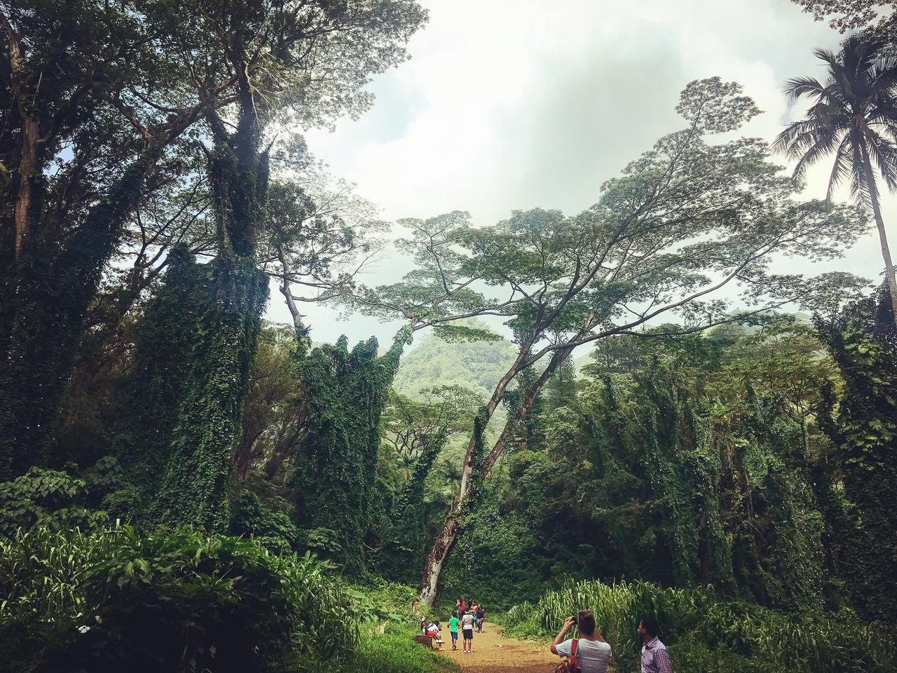Mānoa Falls Trail wet forest access corridor