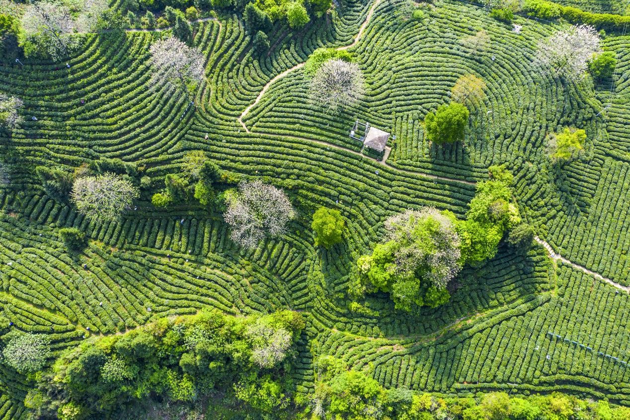 祁门县茶园风光，梯田式茶山层层铺展
