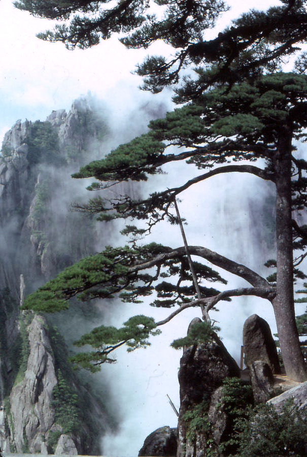 迎客松标准全景：玉屏楼前悬崖上伸展枝丫的千年古松