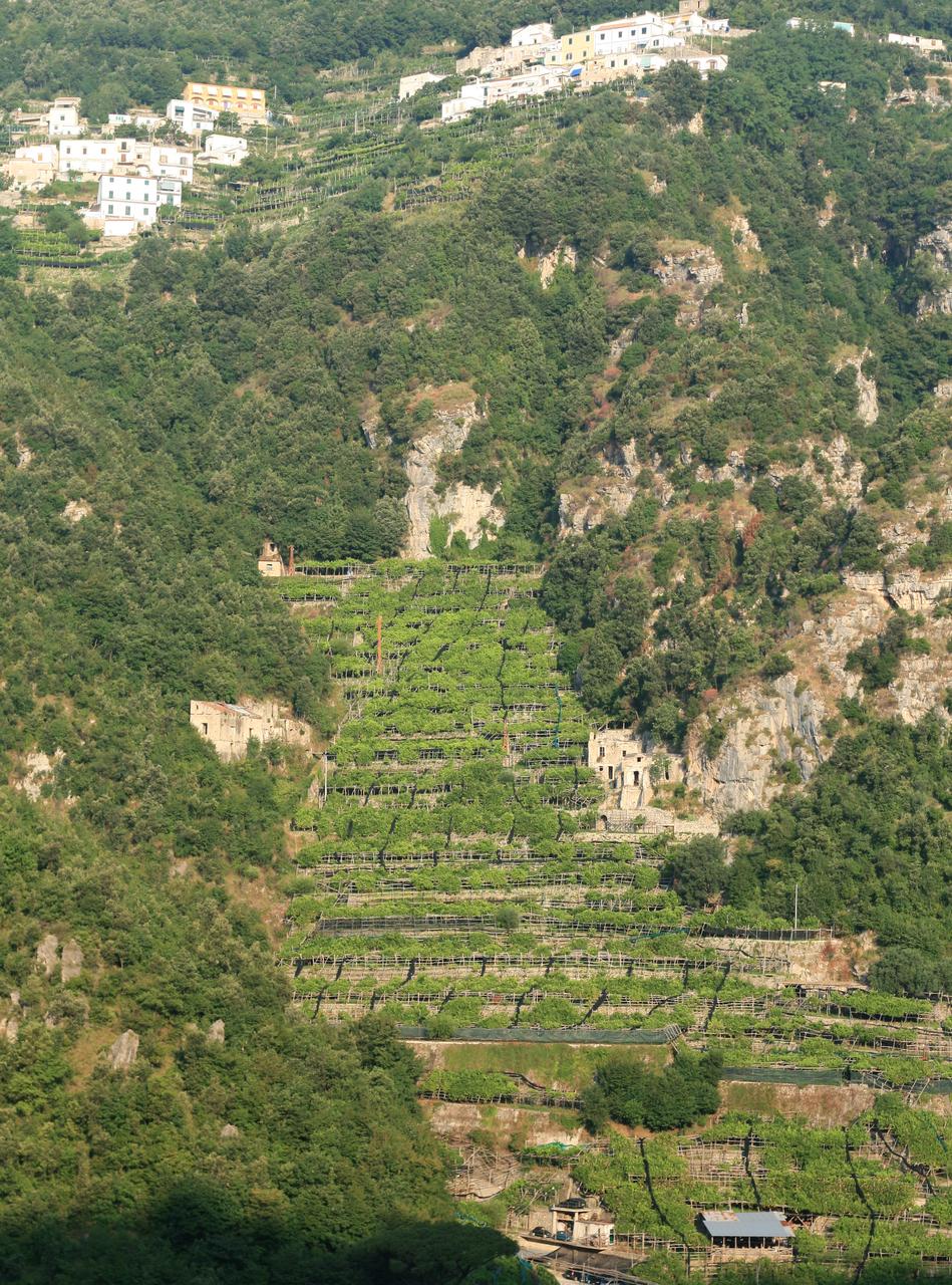 阿马尔菲海岸的梯田柠檬园