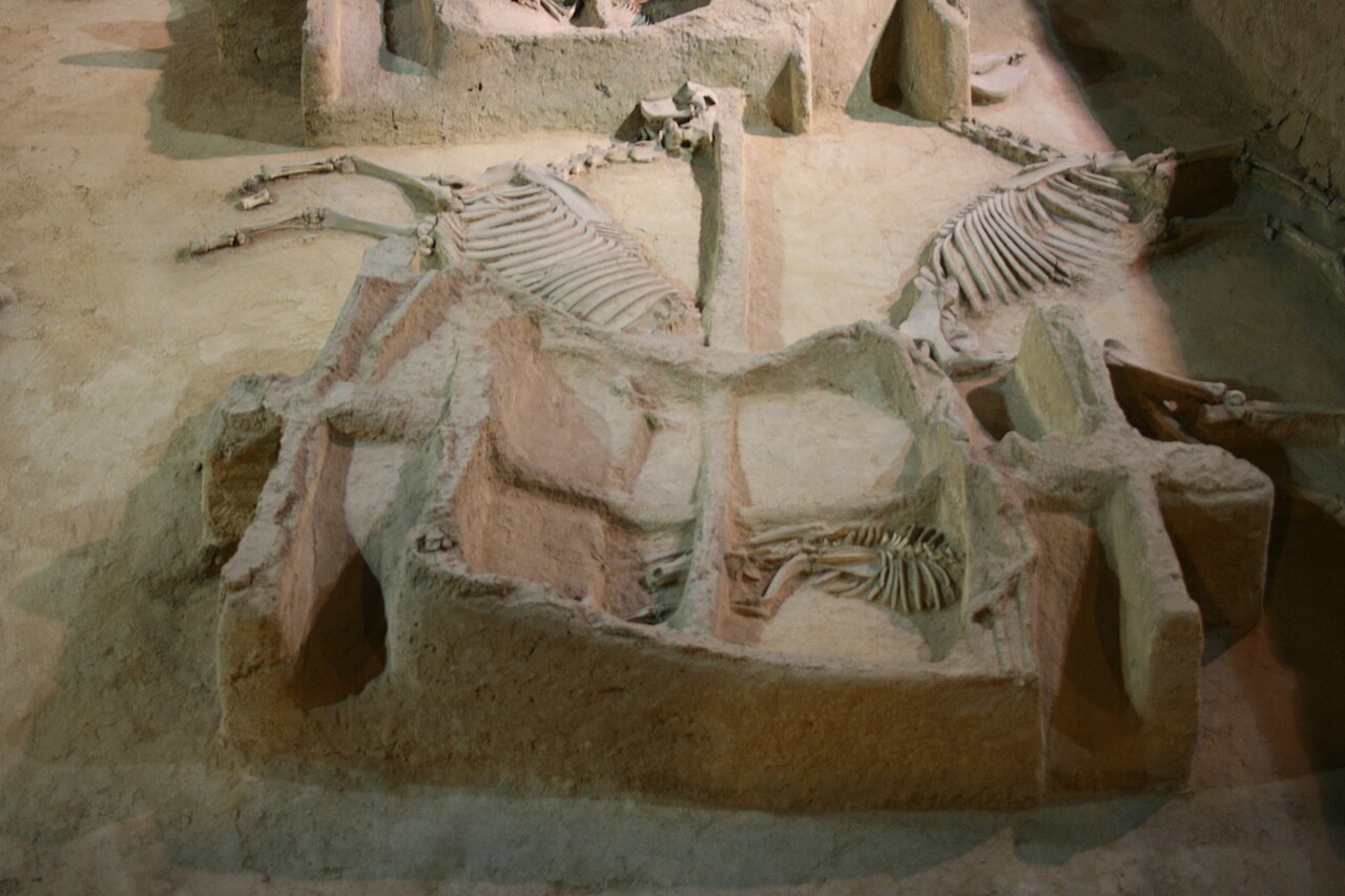 东周车马坑发掘现场，车马遗骸完整呈现