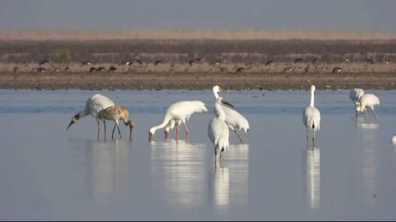 南矶湿地冬季候鸟群，大量天鹅、雁鸭在碟形湖中栖息觅食