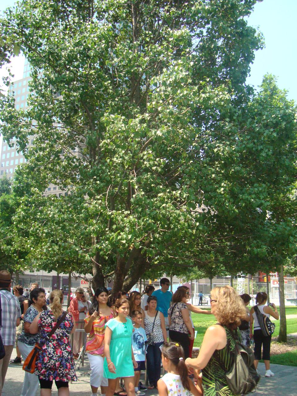 幸存者树：一棵树干基部有伤疤但新枝繁茂的 Callery pear