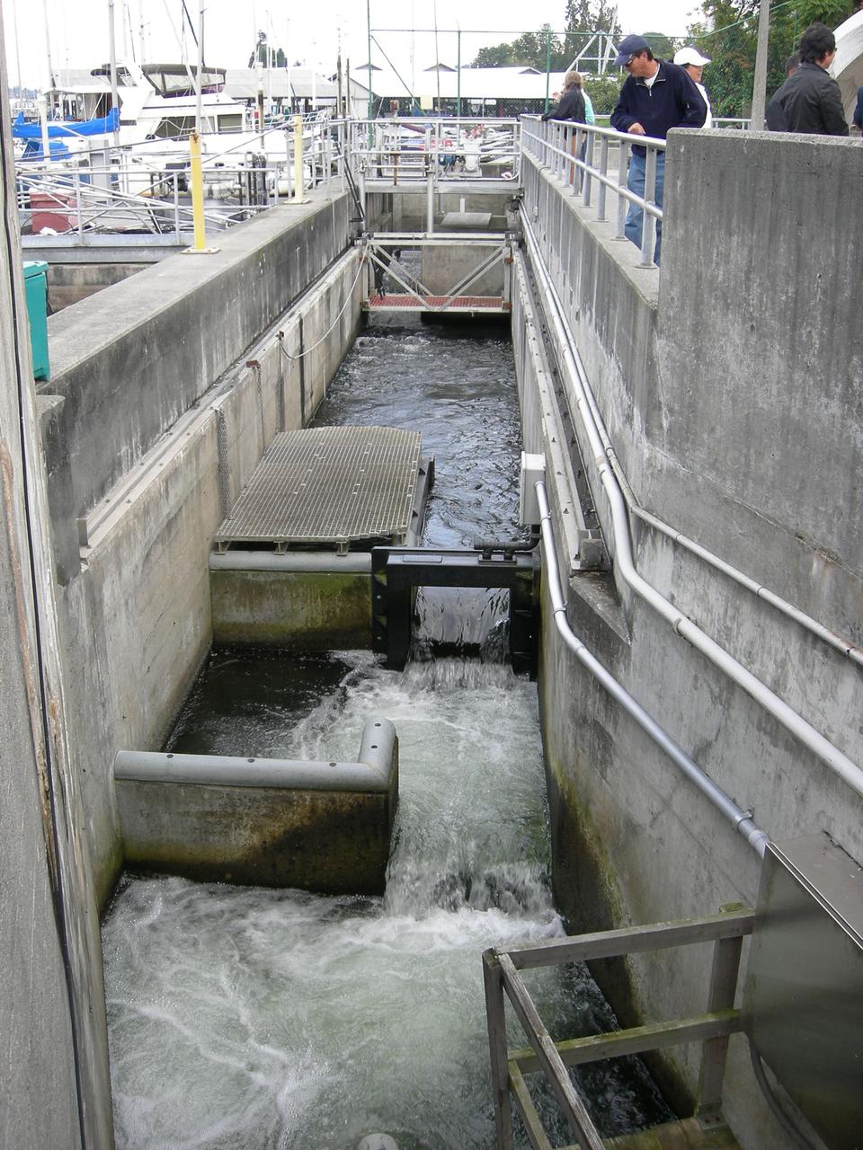 Ballard Locks 鱼梯阶梯