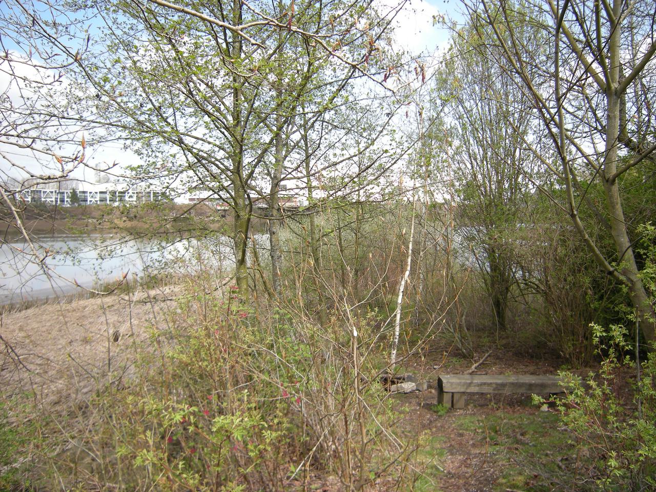 Duwamish 河岸湿地修复站点的景观