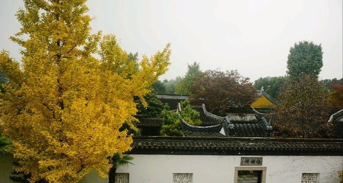 盘门秋色，城楼掩映在金黄树叶中