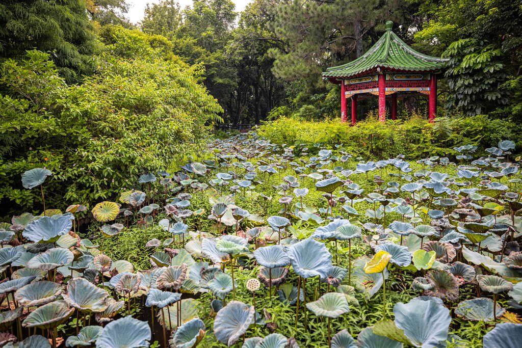 A lush garden with a dense array of lotus flowers and large green leaves leads t