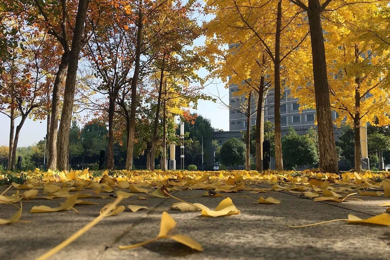 幸福林带秋季景观，银杏叶铺满步道