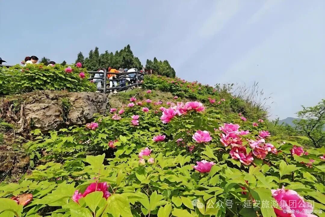 万花山山坡上盛开的野生矮牡丹，粉白色花瓣与游客身影