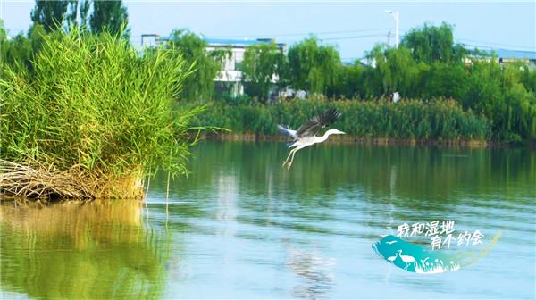 A bird is taking flight over a calm lake surrounded by lush green vegetation at 