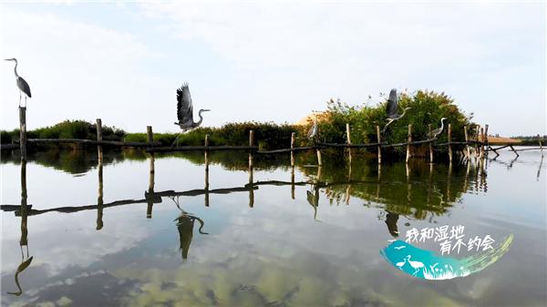 Four herons are standing and flying over a tranquil lake at Yin Chuan Yuehai Wet